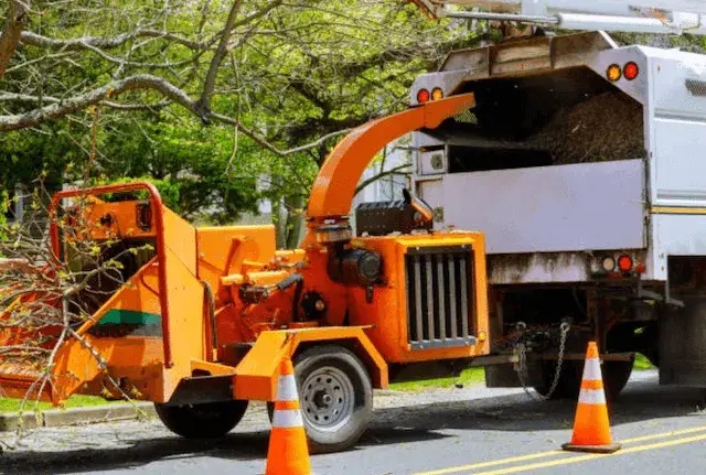 tree removal Viera East fl