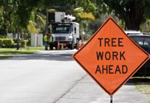 tree removal brevard fl
