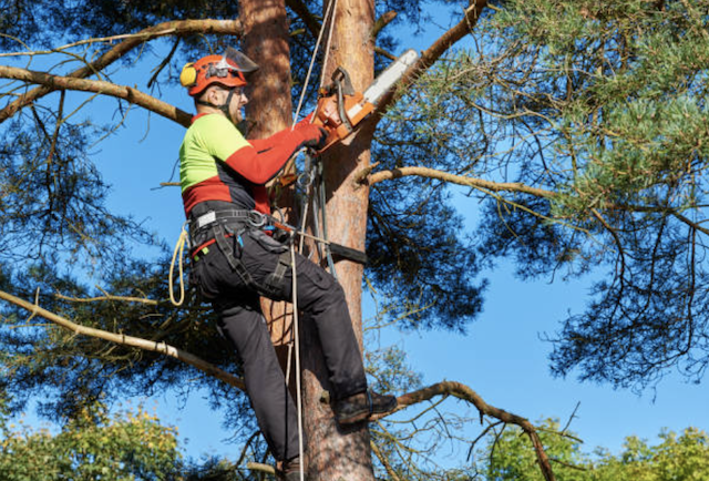 tree trimming Viera East fl