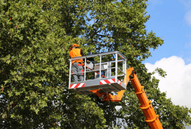 tree trimming brevard fl