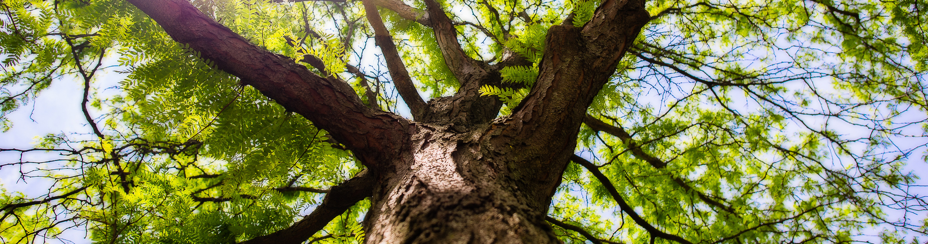 BFL Tree Care