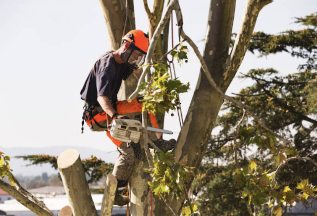 tree removal 