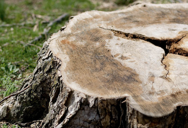 stump grinding Viera East fl